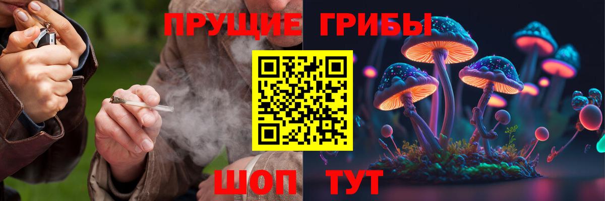 купить  сайты  Вход с VPN  Псилоцибиновые грибы мицелий  Петропавловск-Камчатский  Псилоцибиновые грибы Psilocybine cubensis 